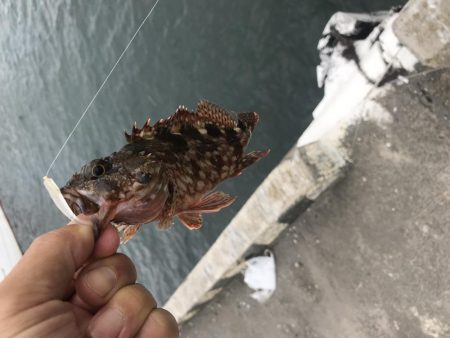 アラカブ数釣り